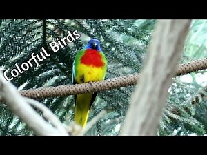 Stunning Exotic Birds at the Toronto Zoo