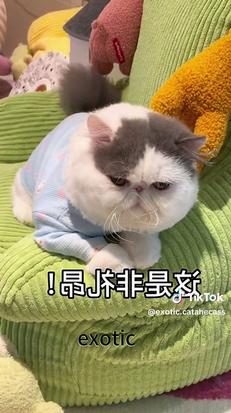 exotic catahecassa wasi on TikTok