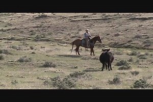 4.9K views | #41 Rojo. Own son of Spots Hot x dtr of High Hrow Cat. Extremely gentle ranch/trail/head horse that is 6 yrs old and ready to go. 54 absolutely guaranteed horses sell June 17 in Newcastle Wy. wwwfullhousehorsesale.com | Full House Horse Sale | Facebook