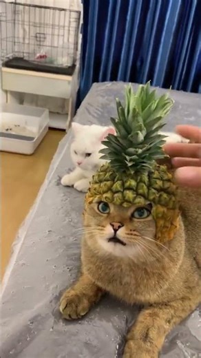Cool Cat with Sunglasses 😎 | Funniest Cat Moment Ever 🐱
