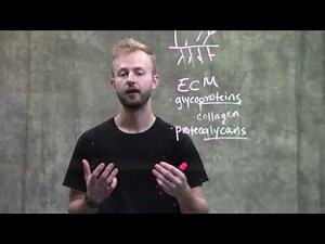 Extracellular Matrix