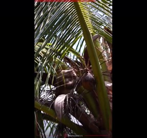 Farmers in Thailand train monkeys to harvest coconuts