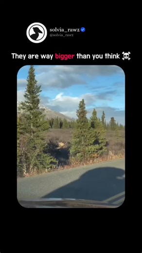 picpac on Instagram: "🫎 Even bears avoid this animal 😬 - The moose isn’t just “a big deer.” It’s the largest member of the deer family on Earth, a solitary titan built for surviving some of the planet’s harshest winters. A full-grown bull moose can stand up to 2.3 meters tall at the shoulder — that’s roughly the height of a small car flipped upright or an NBA player plus another half a person. Its antlers alone can spread over 2 meters, wider than a standard refrigerator. But their size isn’t