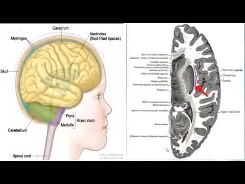 Dr. Alim El-Bey: "THE BRAIN, THE CRYSTAL CITY & THE BOOK OF REVELATION"