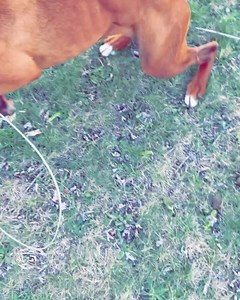 Blue Ridge Boxer Rescue on Reels