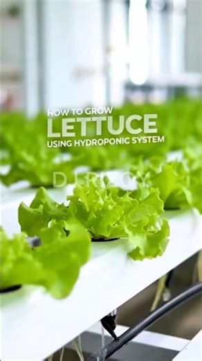 How to Grow Lettuce Using Hydroponic Methods | Step-by-Step Guide. #shorts