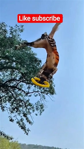 Real Tiger ya Khatarnak Dog? Iska Jump dekh kar hosh ud jayenge! 🔥 #stunt #shorts