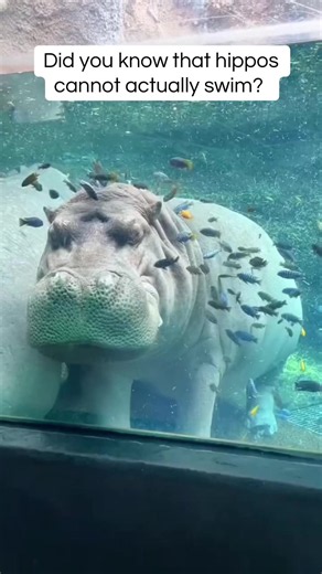 Did You Know Hippos Can't Actually Swim? The Truth About Their Movement