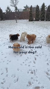 3 comments | Every pet handles the cold differently, but here’s what...