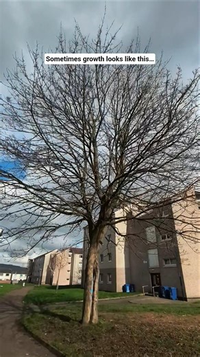 A Tree Without Leaves… But Full of Strength 🌳