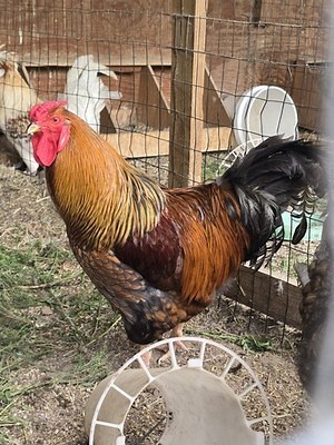 Blue Laced Red Wyandotte Chicken Hatching Eggs 6  | eBay