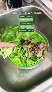 585 reactions · 83 shares | Want to grow your own herbs and greens, but lack the time, space or energy? Our smart garden’s got you covered. | Click & Grow | Facebook