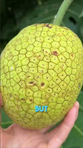 Amazing Ways to Eat Breadfruit You Never Knew