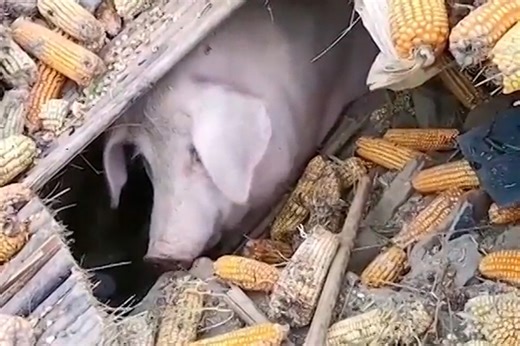 Pig buried for 45 days after earthquake in China