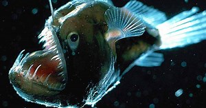 Top 10 Scariest Looking Fish | Articles on WatchMojo.com