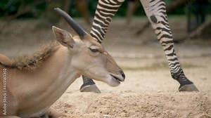 A wide view of common eland (Taurotragus oryx) and zebras live in harmony. Eastern Africa.