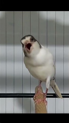 you sound awesome | animal sound #birds #canary