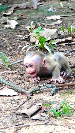 Tragic Story: Little Monkey Lynx Screams Nonstop After Being Left by His Mother Luna — A Heart-Wrenching Display of a Baby’s Sadness, Fear, and Desperate Calls for the Love He Lost #fypviralシ #cute #monkey #monkeys #animal #babymonkey #reel #facebookviral #fblifestyle | Monkey Of Cambodia