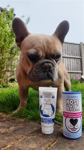 The skincare routine every bulldog should be doing! 🐾🧽 Does your bulldog get skin fold sores, tear stains or a crusty nose? 🐽 Before we started using squishface wrinklepaste TJs skin folds used to get red and sore even, and he had awful tear stains but that’s a thing of the past now thanks to wrinklepaste. And when TJ eats his nose gets covered in food which dries and if we leave it unattended for a while it soon builds up into a hard crust. The squishface nose balm helps soften and break thi