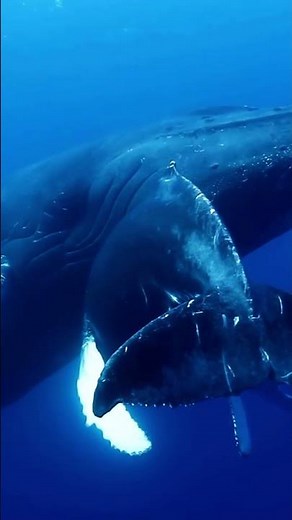 Whale Crying : When Ocean Animals Communicate, Navigate, and Hunt