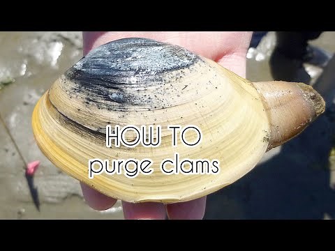 HOW TO Purge Clams for EATING (step by step with proof)