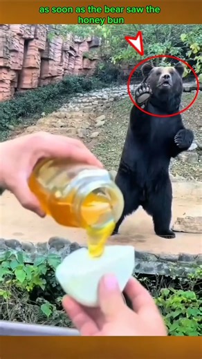 Animals Understand More Than We Think