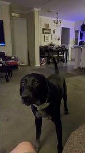 Baits the GSP zoomy time￼. #gsp