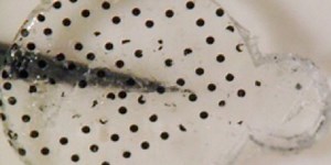 Nanofilm Serves as Artificial Retina