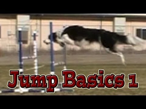 Jumping Basics 1: Agility Dog Training (Susan Salo Exercise)