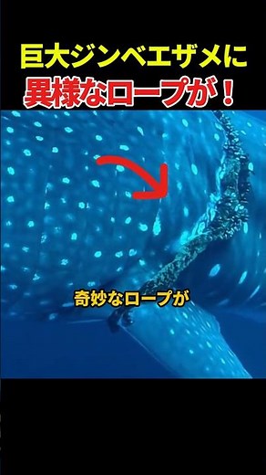 The Rope Constricting the Whale Shark: A Miracle Happened After 30 Seconds