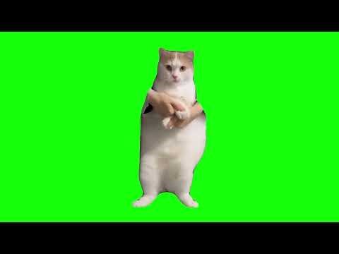 Кот танцует - мем, шаблон (Cat dancing to edm meme)