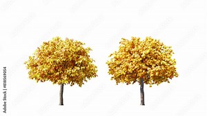 Trees grow from small to large. Growing tree on transparent alpha background. 3D realistic fall tree season. Wind blowing leaves moving.
