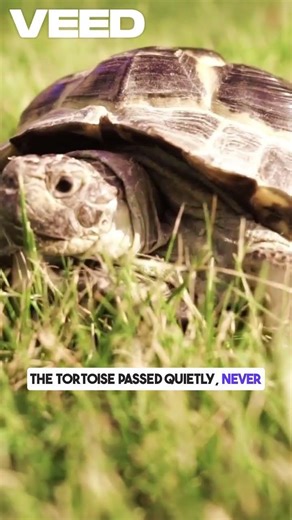 Why the Tortoise Walks Slowly | African Folktale for Kids 🐢✨#AfricanFolktale #ShortStory