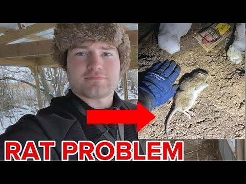 RAT PROBLEM in the Pheasant Pen