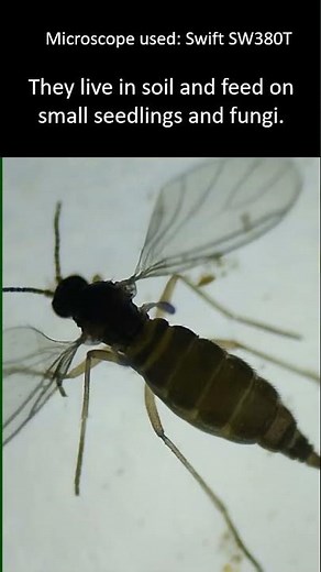 Fungus gnat under the microscope.