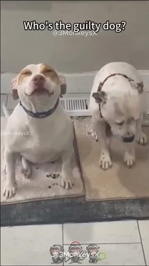 🤣 Who Did It? – Funny Guilty Dogs Compilation
