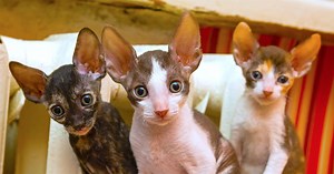 5 Things to Know About Cornish Rex Cats - Petful