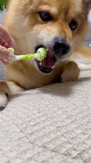 お友だちにおすすめしてもらったガムをあげてみた #歯磨きガム #ポメ柴 # #愛犬との暮らし