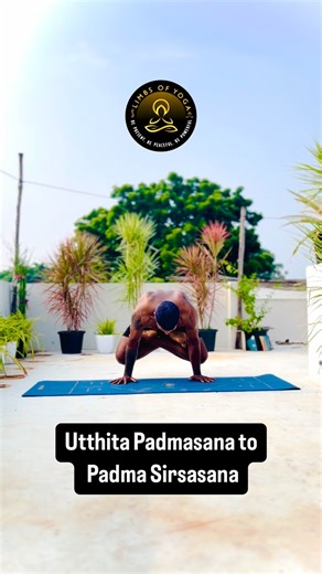 Yoga Dance Fitness for Life on Instagram: "Utthita Padmasana, also known as Raised Lotus Pose or Scale Pose, is an advanced yoga balancing pose where you lift your body off the ground while in a full lotus (Padmasana) position. It requires significant arm, shoulder, and core strength to balance on your hands, and it also improves hip flexibility and mental focus. To perform the pose, begin in Lotus Pose, place your palms on the floor beside your hips, and press down to lift Your Body Sirsa Padma