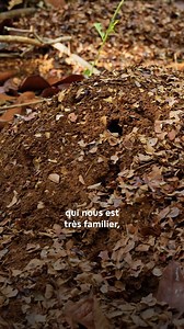 5.7K views · 56 reactions |  La fourmi coupe-feuille : plus costaud...