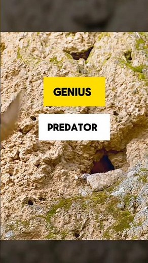 Spider tailed Horned viper #wildlife #documentary