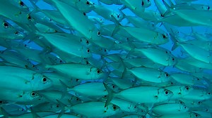 21 reactions | A bait ball is when small fish that travel in schools,...