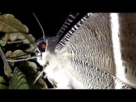 Giant Tropical Swallowtail Moth: Singapore Nature