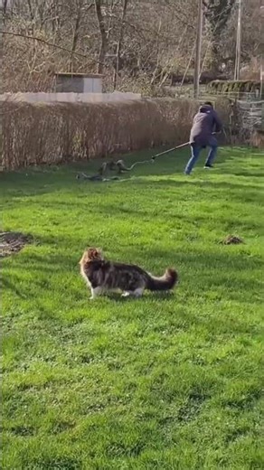 Why Do Cats Love Chasing Strings? The Science Behind It! #CatFacts #CutePets