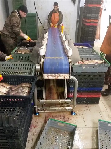 Fish Processing Techniques in an Industrial Setting