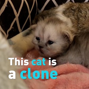 9K views · 53 reactions | Do you wish your fur-baby could be healthier, or that a long-lost pet could come back to you? Well, scientists in China are working to make both those dreams a reality. They cloned this cute cat to help understand cat diseases, create cures, and even work towards bringing back pets that passed. | CGTN America | Facebook