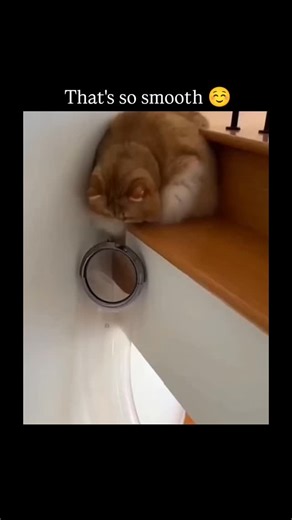 Detailed Clips on Instagram: "Dm for Credit / Removal The post features a 7-second video of an orange tabby cat seemingly squeezing through a narrow vertical slit in a stairway wall, captioned “냥이 쭉~~~” in Korean to suggest a playful cat stretch, quickly pulling in 33k likes and 997k views in under a day. On closer inspection, the clip shows impossible deformations—such as the cat’s head phasing through the wall and flipping orientation mid-squeeze—confirming it’s AI-generated while mimicking th
