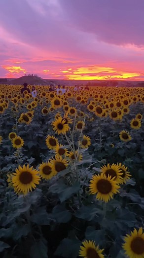 夕日も朝日も見れるひまわり畑が最強すぎた🌻 また来年も行きたい場所👍🏻 #JAPAN #日本 #ひまわり #九州 #福岡 #柳川ひまわり園 #絶景 #おすすめ