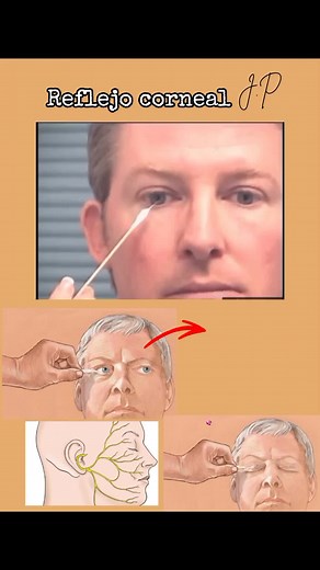 Reflejo Corneal: Definición, Función y Vías Nerviosas