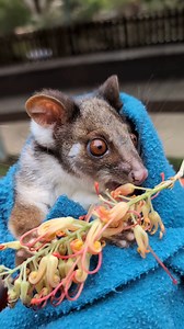 1.6K views · 230 reactions | Time for a tasty treat with Navi! ...